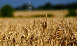 Neden Buğday İthal ediyoruz? Ne gerek var !!